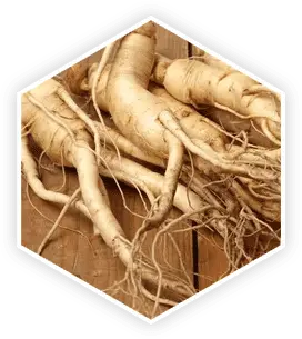 Panax Ginseng